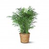 Parlor Palm